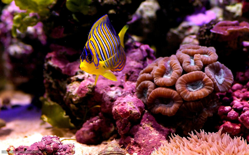 Striped Angelfish — Yellow, Vibrant, Photograph