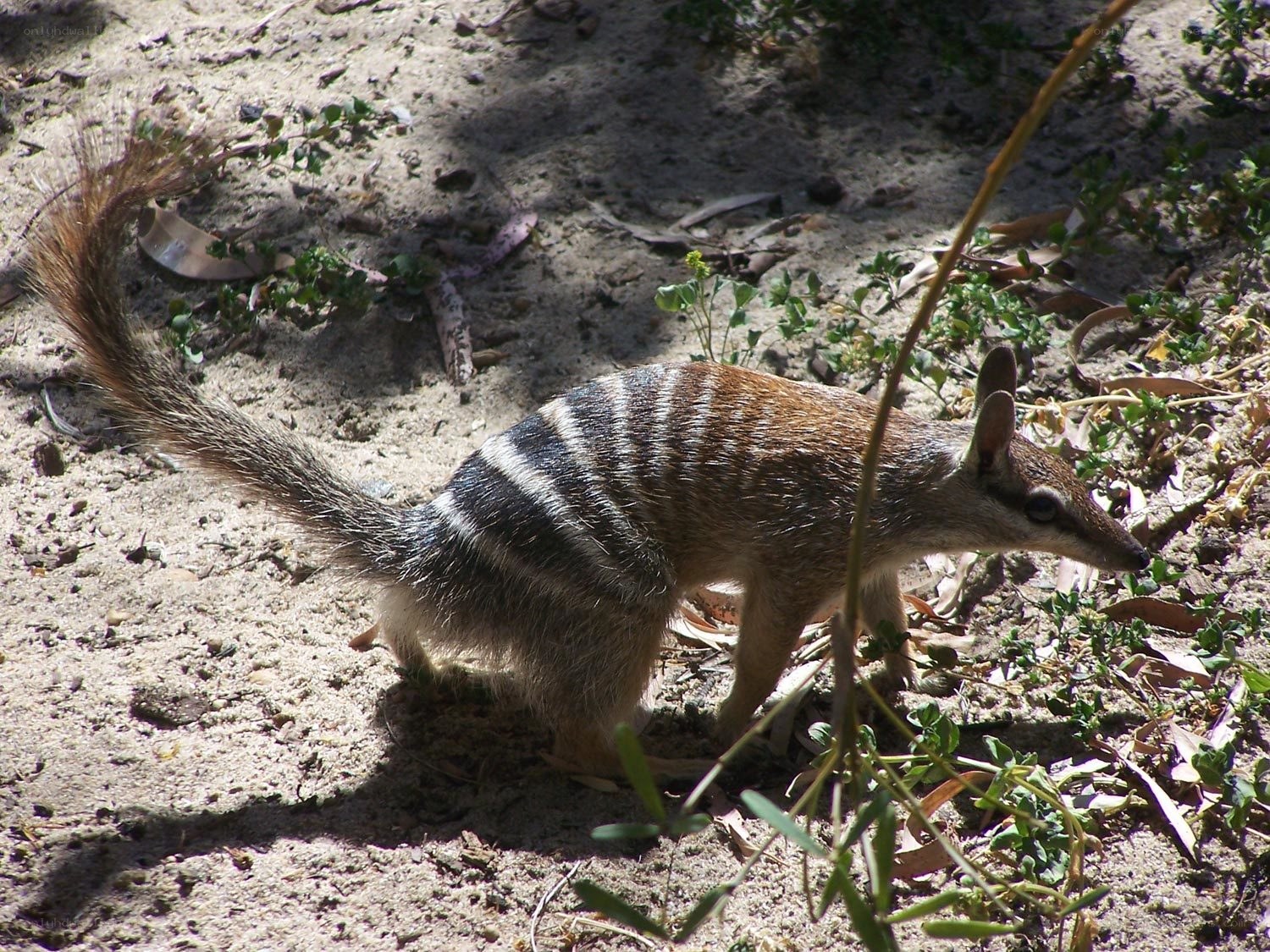 Striped bandicoot foraging