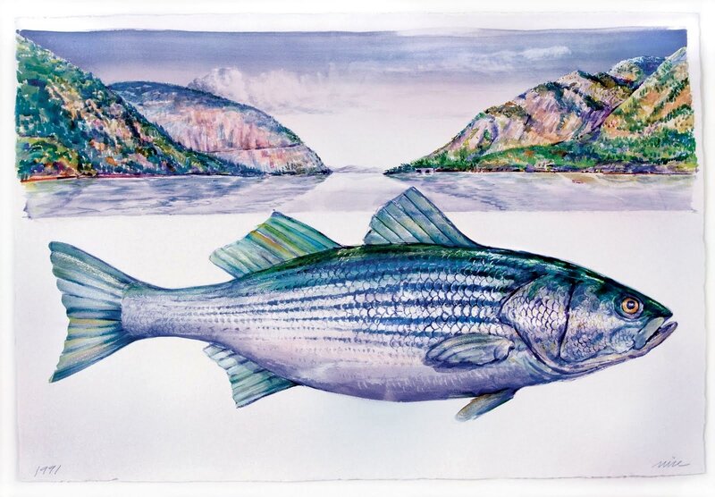 Striped Bass Fish
