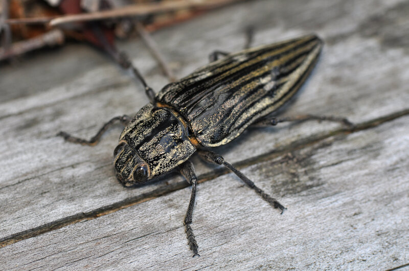 striped beetle on wood