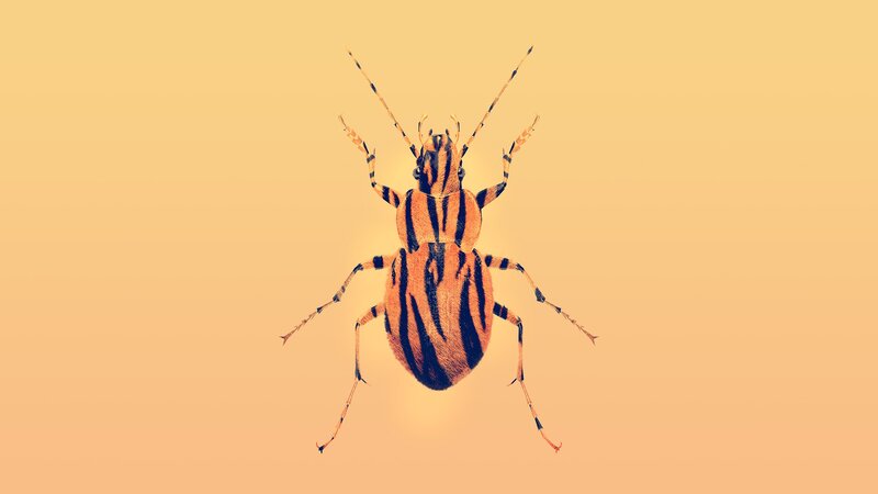 striped beetle on yellow background