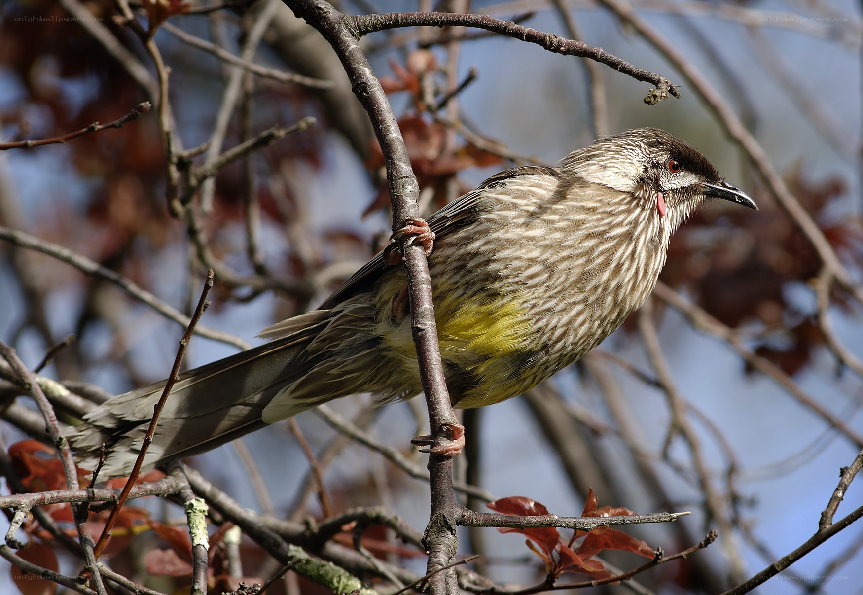striped bird on a branch