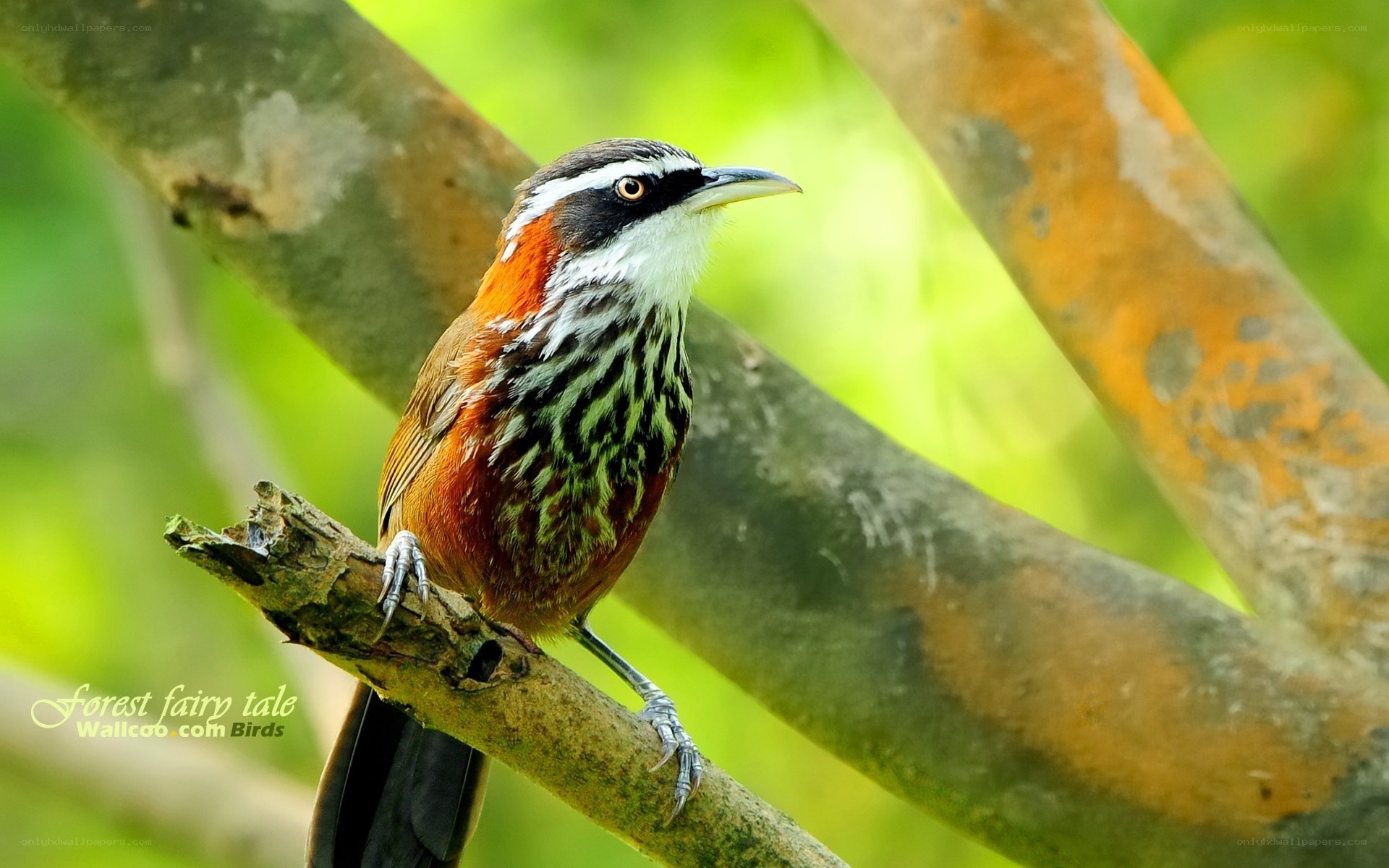 striped bird on a branch