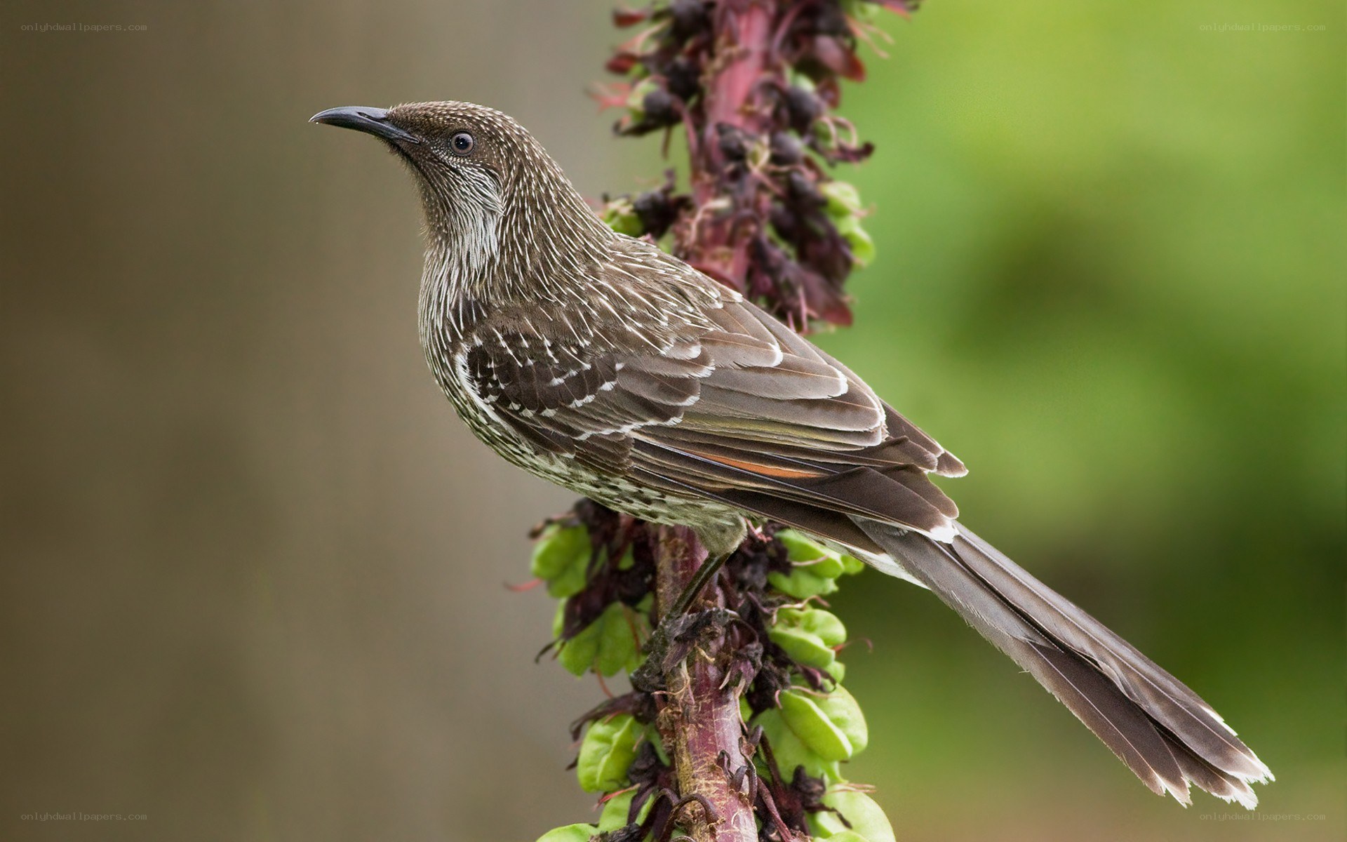 striped bird on a plant