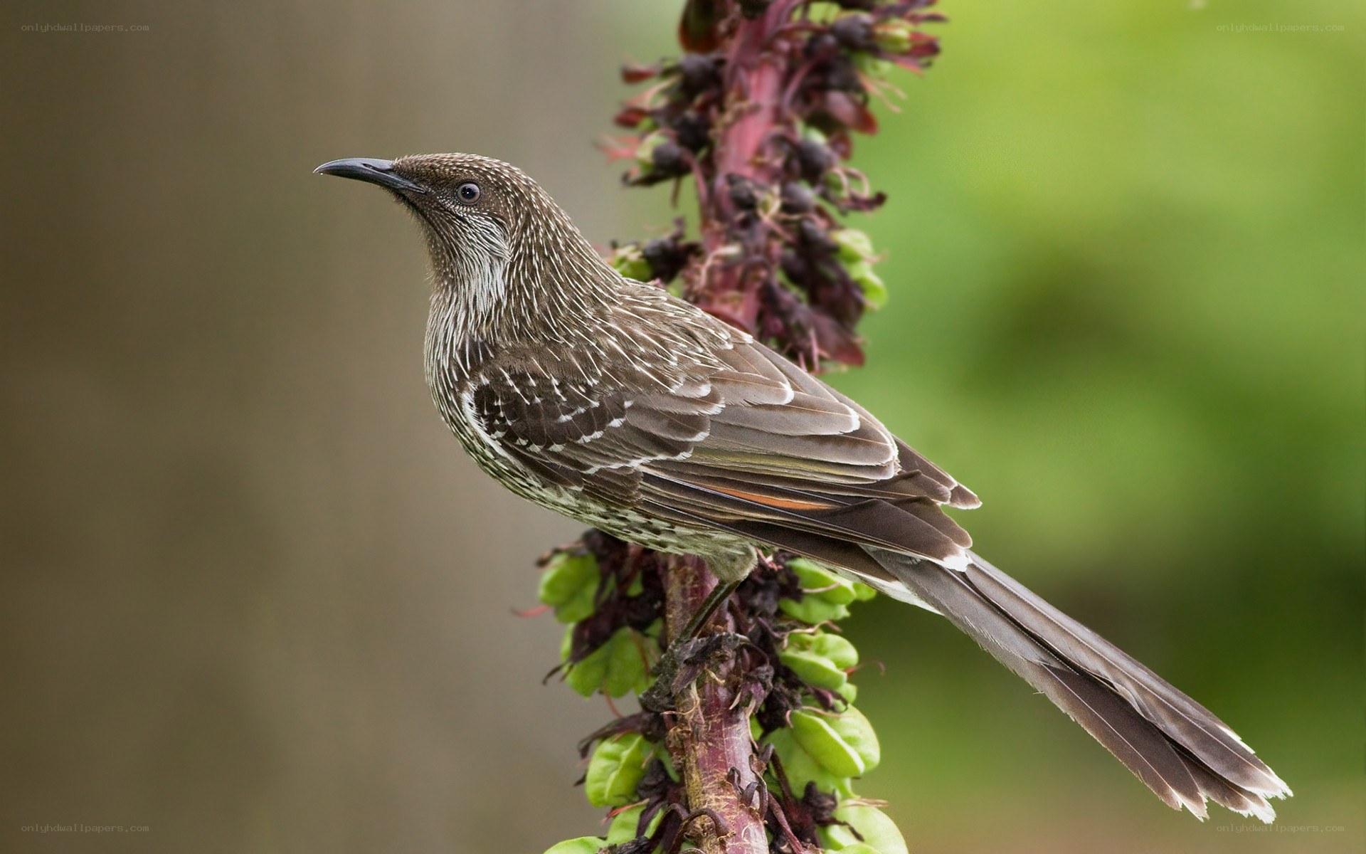striped bird on a plant