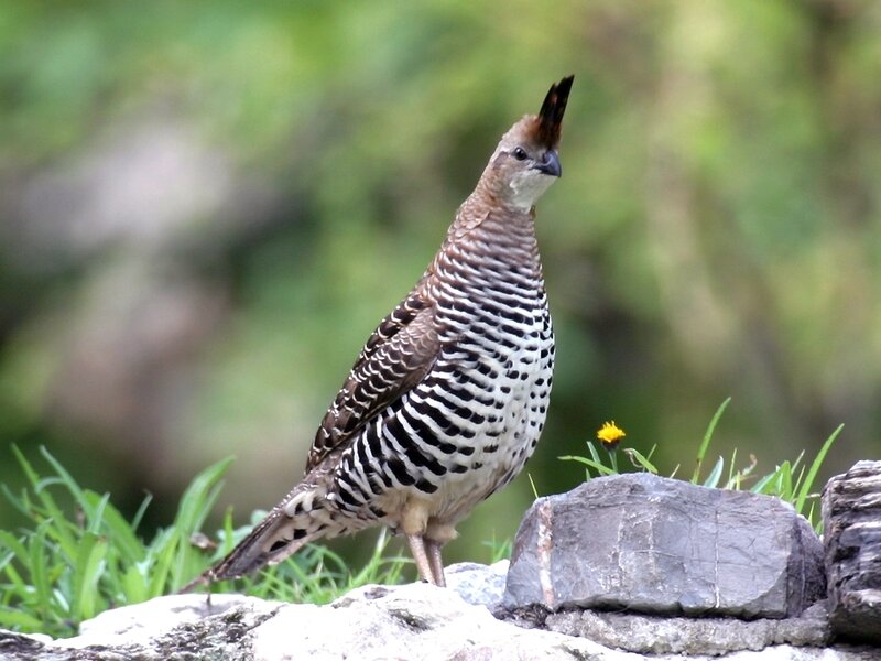 Striped bird on a rock