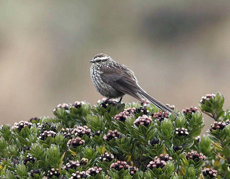 Striped Bird on Bush
