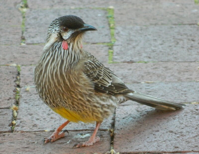 Striped Bird on Pavement — Brown
