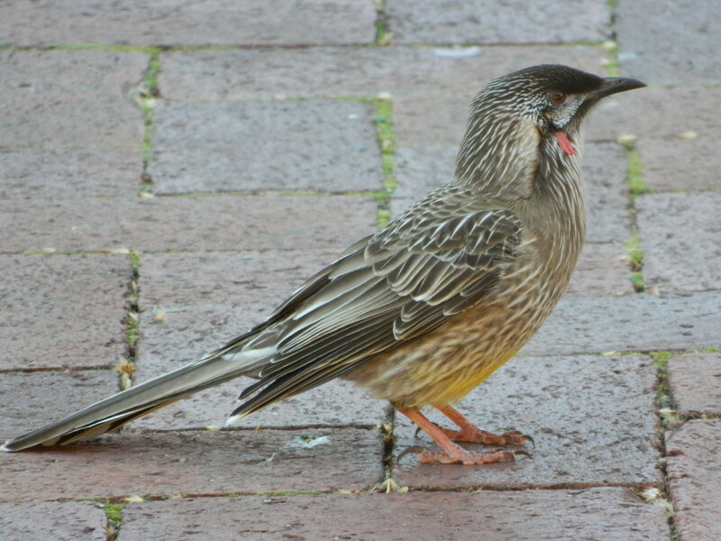 Striped Bird on Pavement