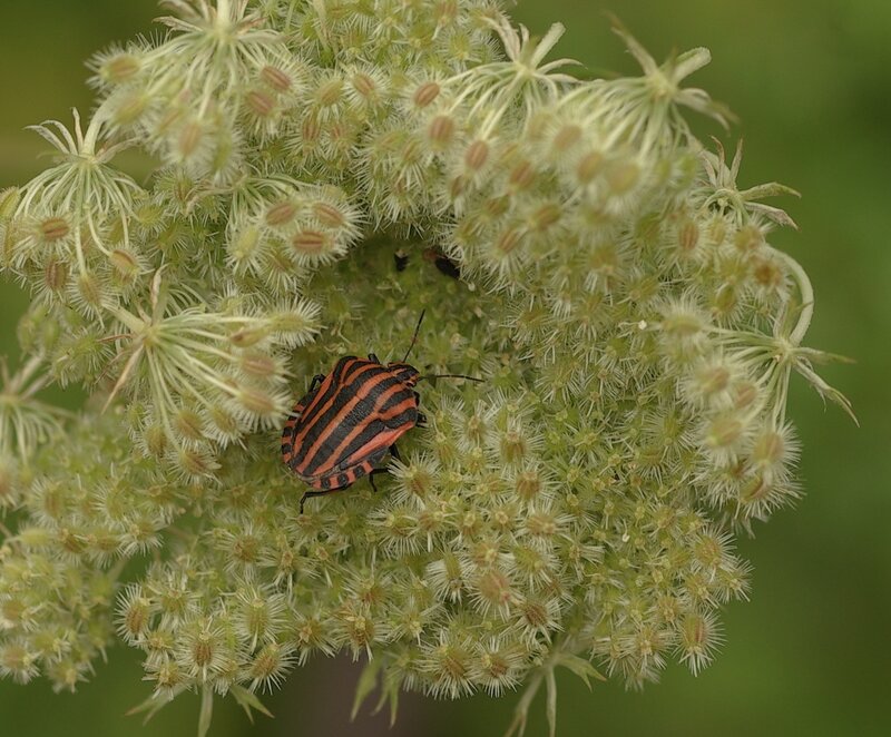 Striped Bug on Flower