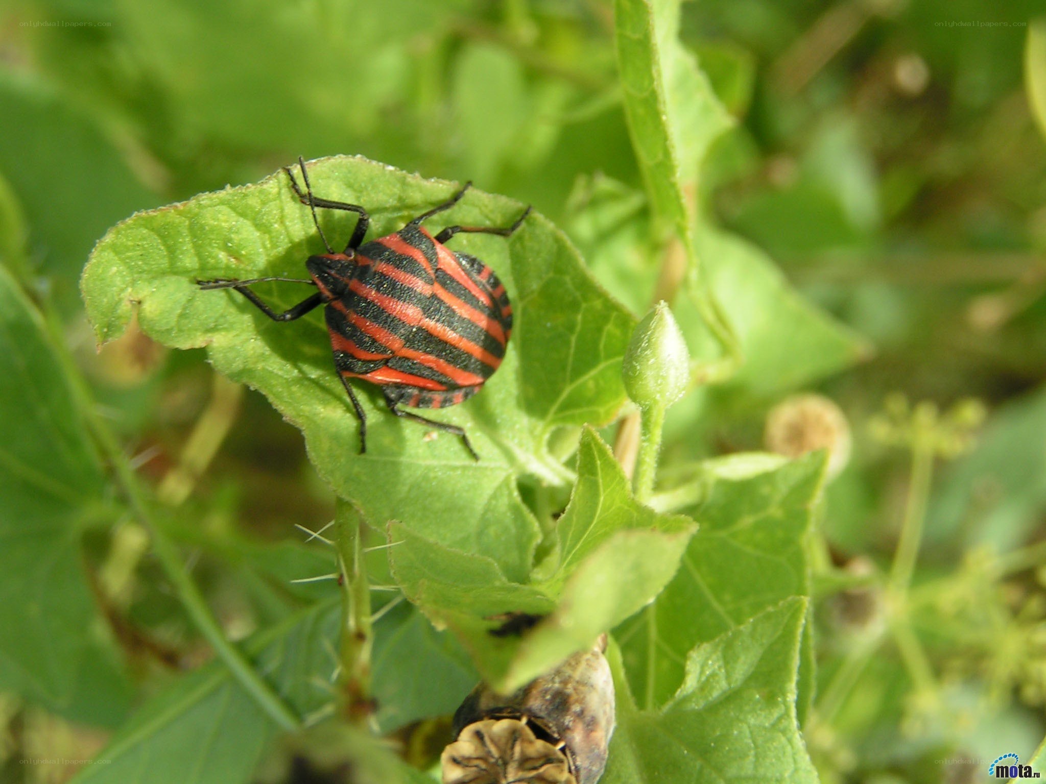 striped bug on green leaf