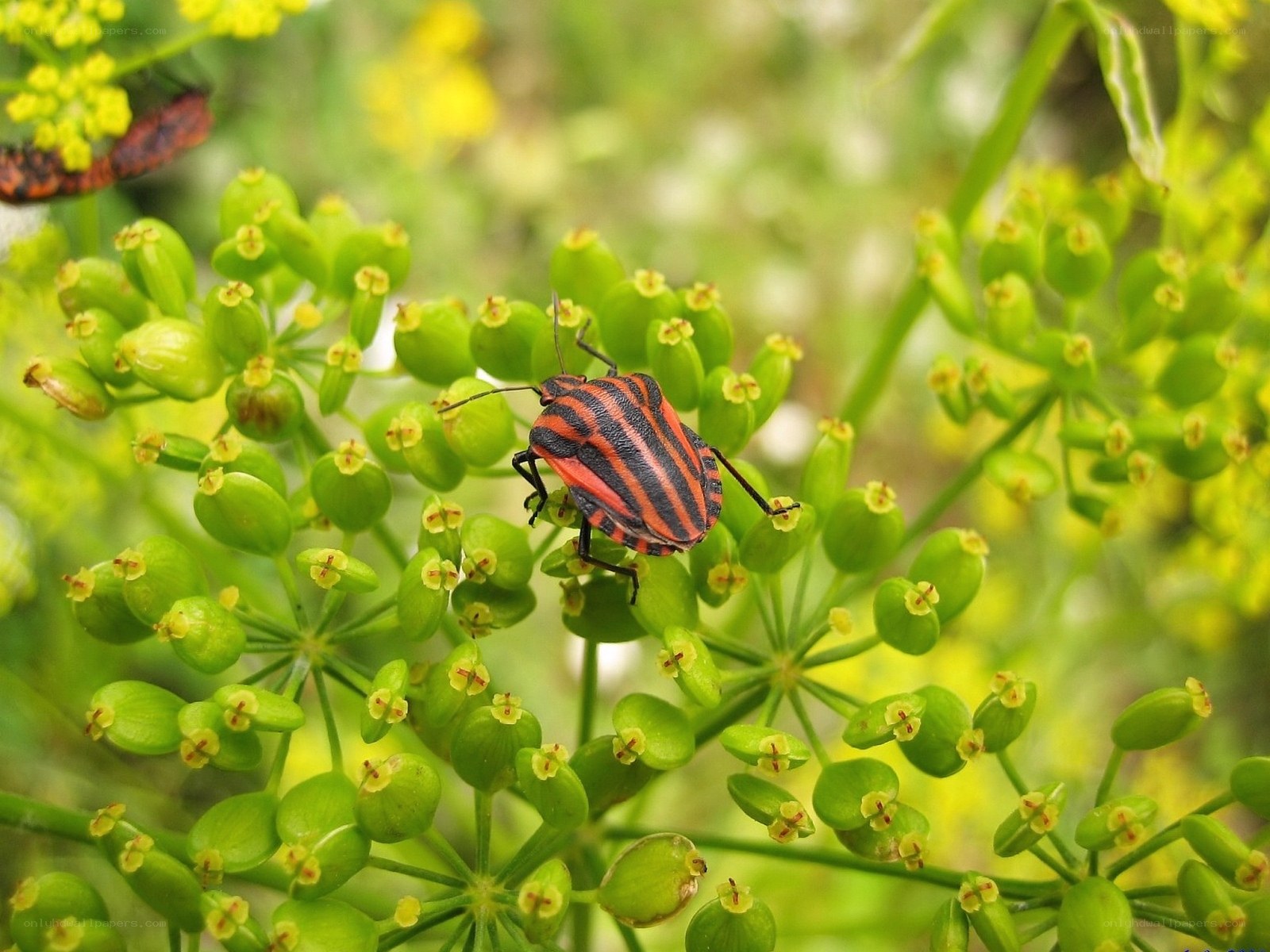striped bug on green plant