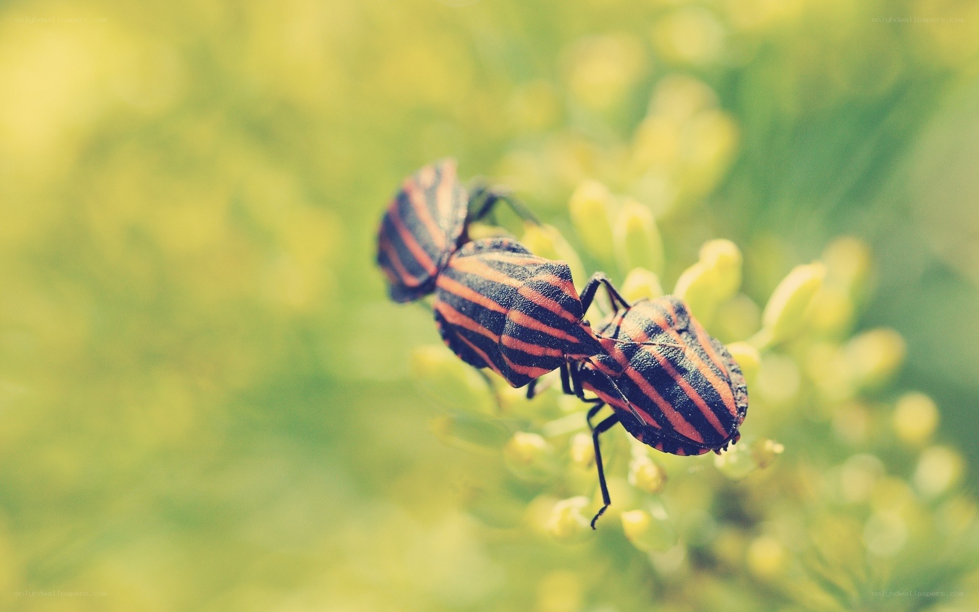 striped bugs on a plant