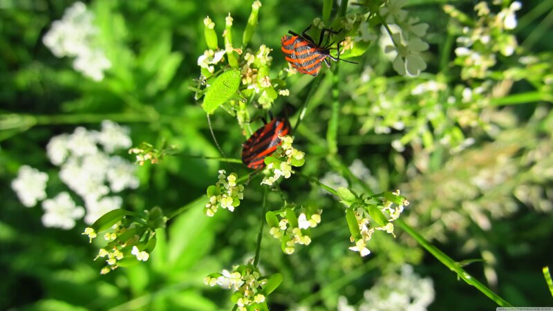 Striped Bugs on Flowers