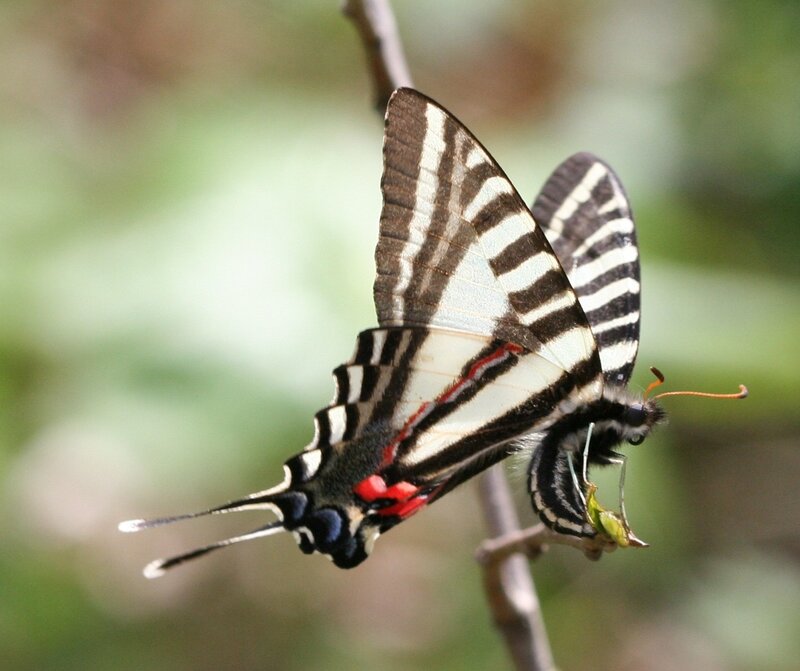 Striped Butterfly on Branch