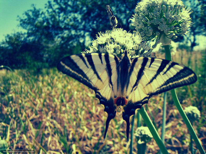 Striped Butterfly on Flower — Green