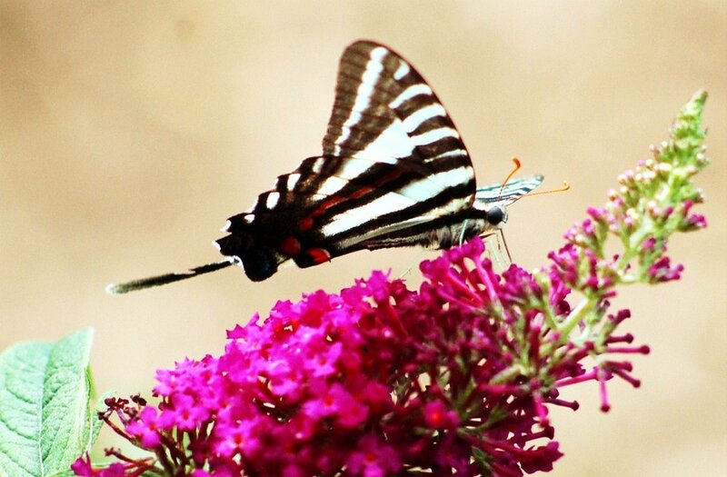 Striped Butterfly on Flower — Pink