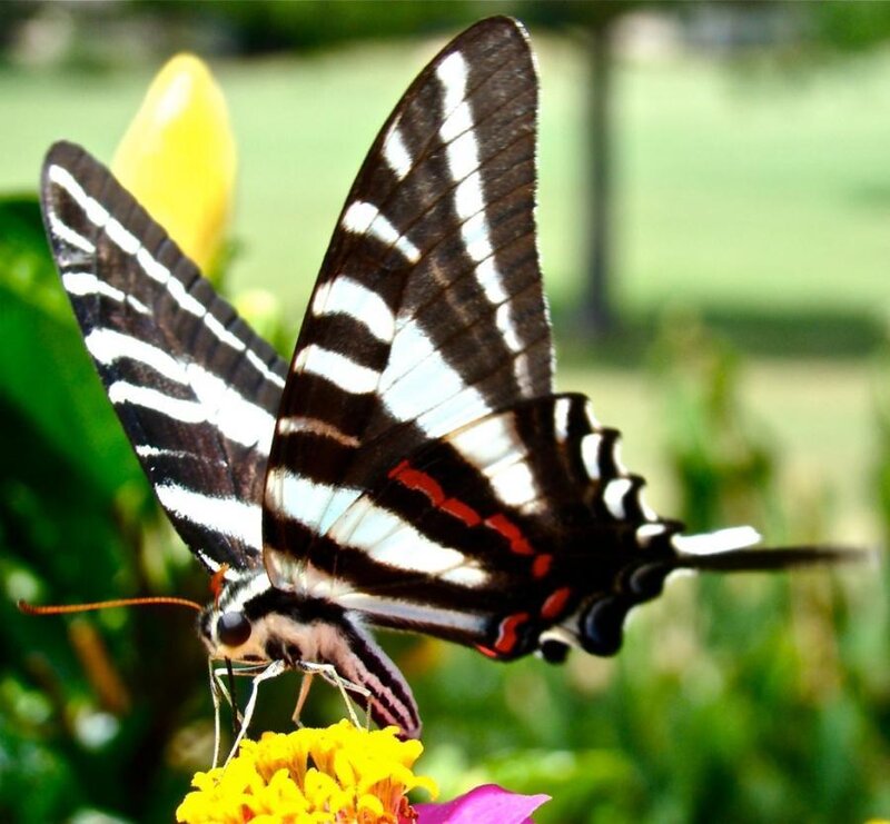 Striped Butterfly on Flower