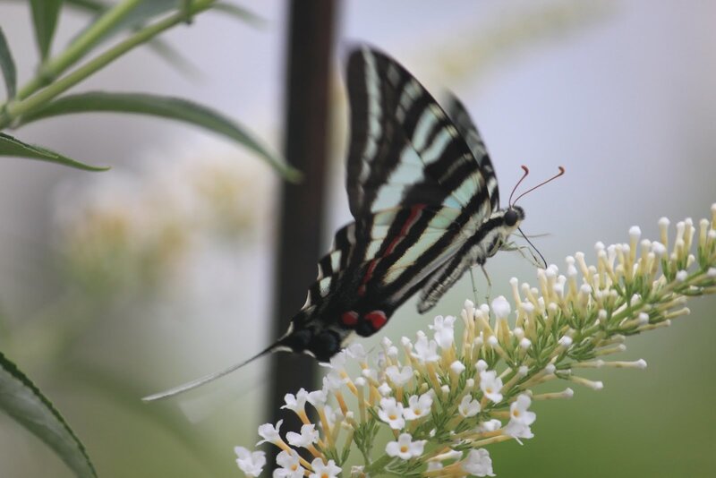 Striped Butterfly on Flower — White