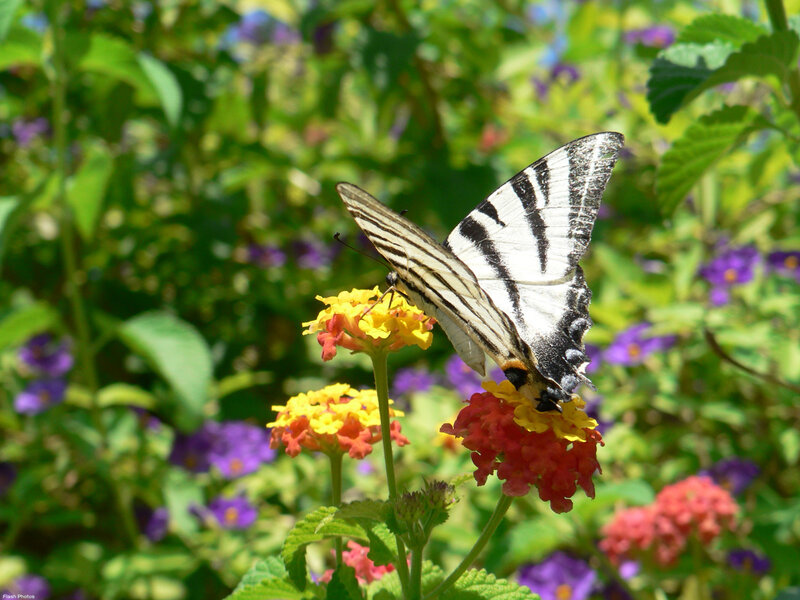 Striped Butterfly on Flower — Yellow