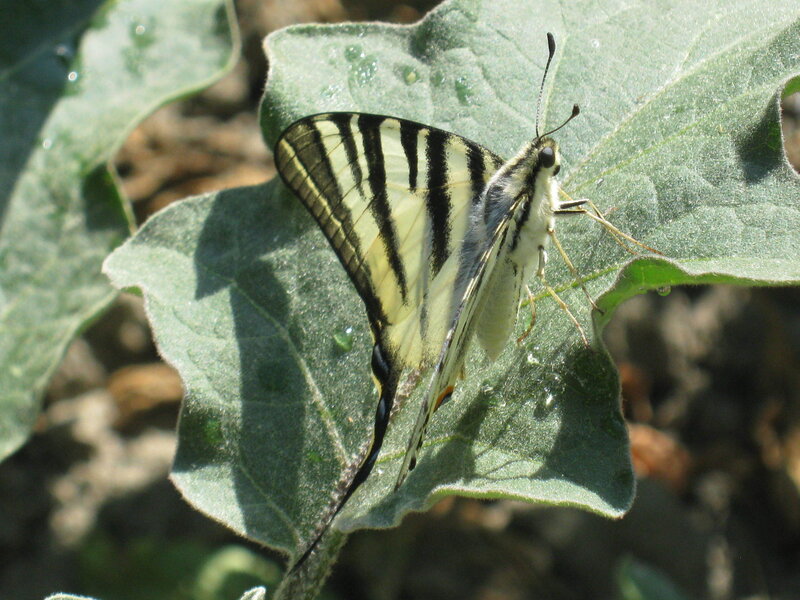 Striped butterfly on green leaf