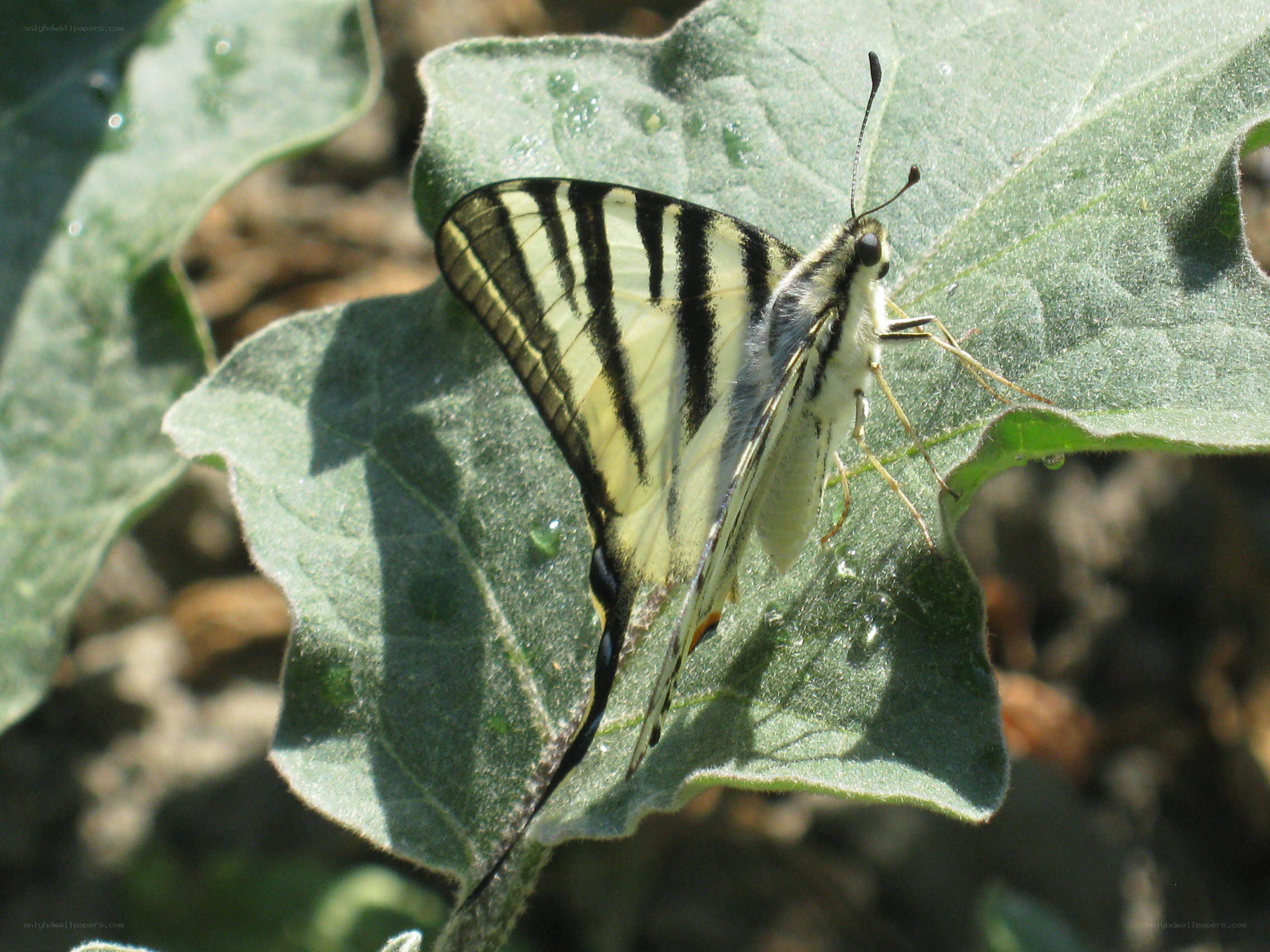 Striped butterfly on green leaf