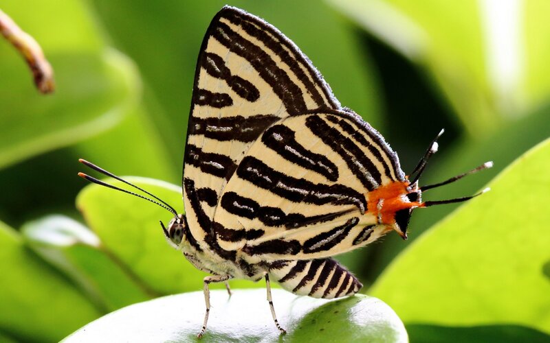 Striped Butterfly on Leaf — Green