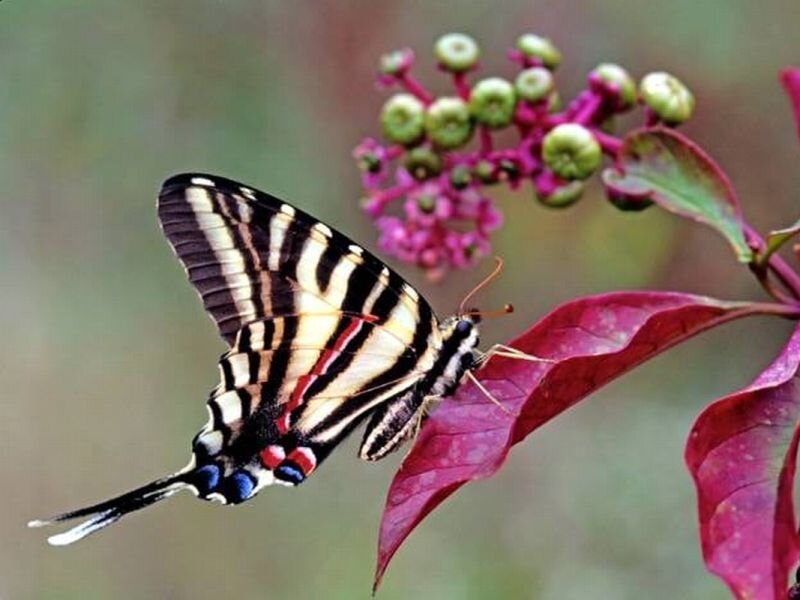 Striped Butterfly on Leaf