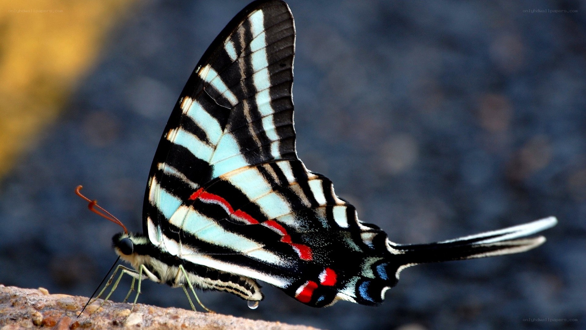 Striped butterfly on rock