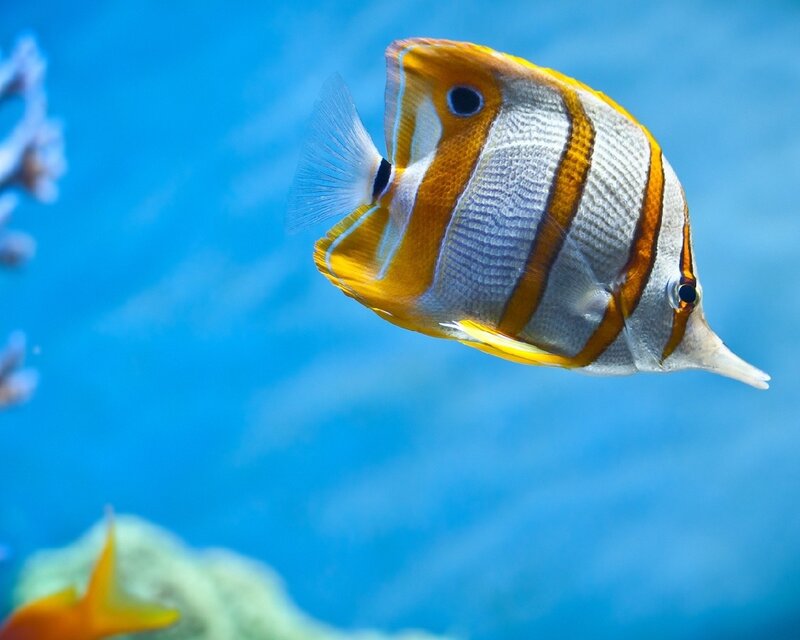 striped butterflyfish in blue water