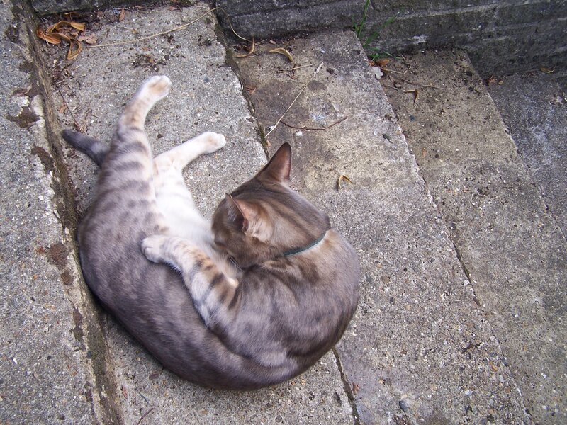 Striped Cat Grooming