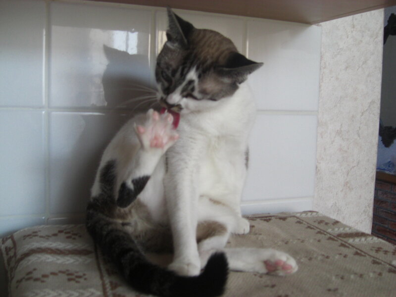 Striped Cat Grooming — White