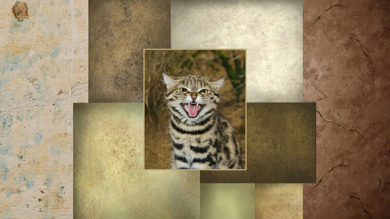 Striped Cat Hissing