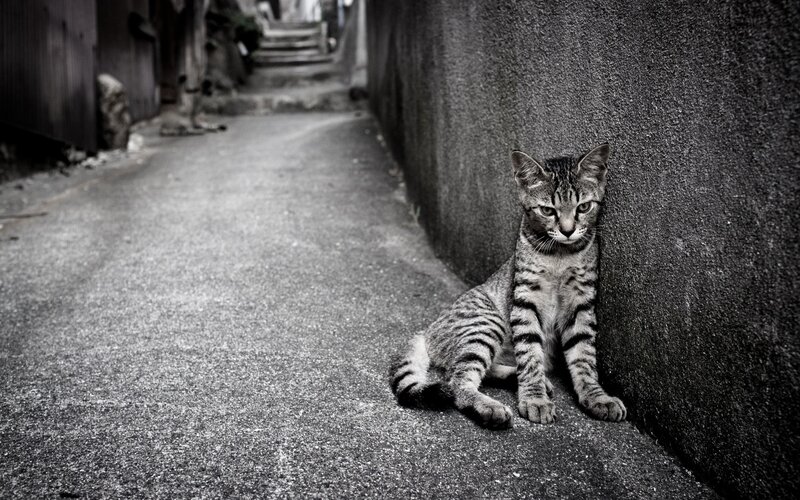 Striped Cat in Alley