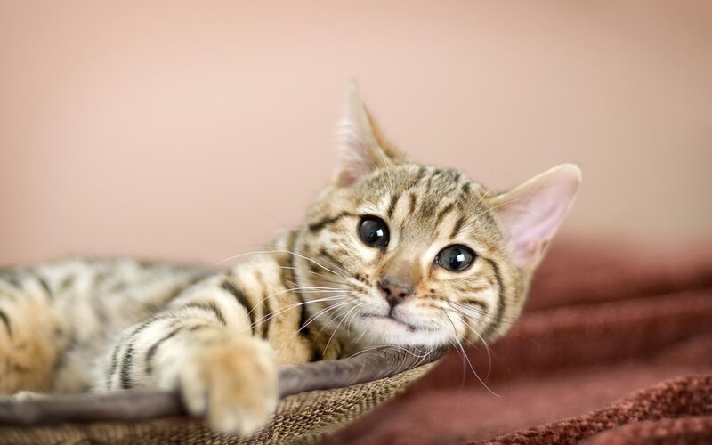 striped cat in basket