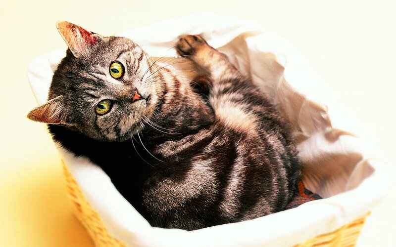Striped Cat in Basket — Gray