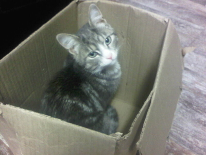 Striped Cat in Box