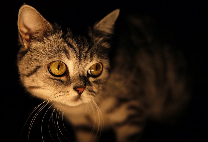 Striped Cat in Darkness