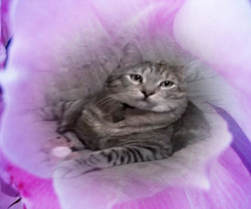 Striped Cat in Flower