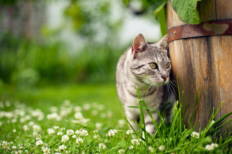 Striped Cat in Garden — Green