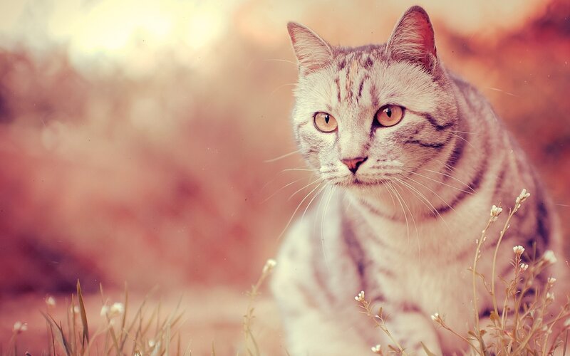 Striped Cat in Grass — White, Calm