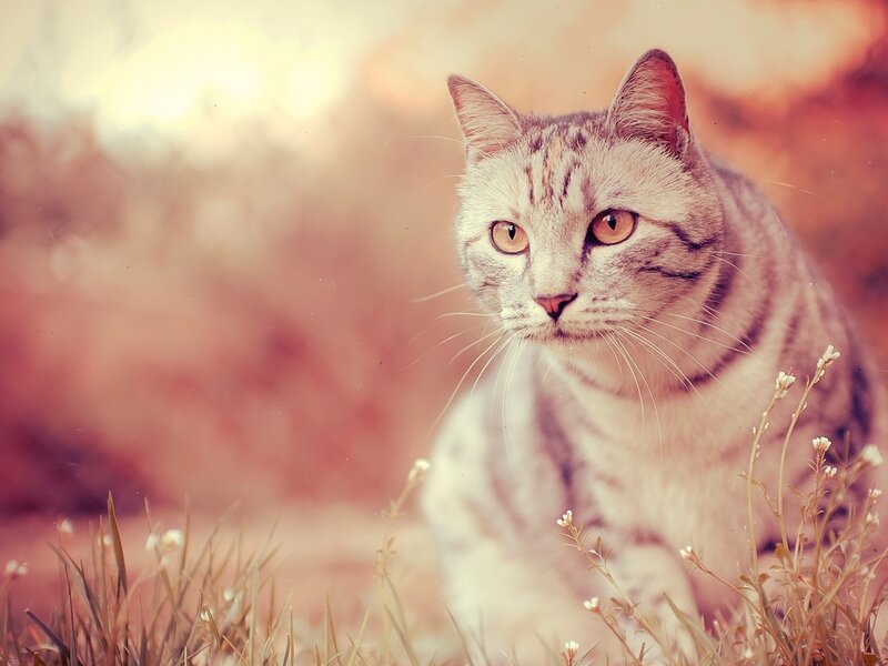 Striped Cat in Grass — White