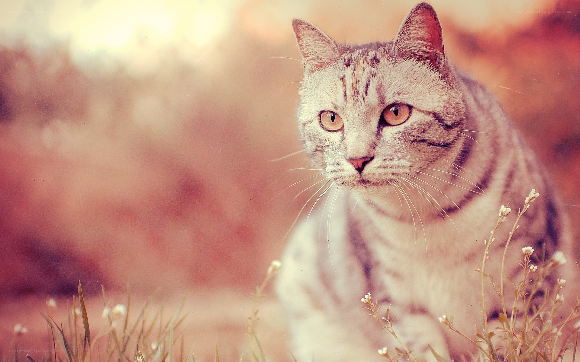 striped cat in grass