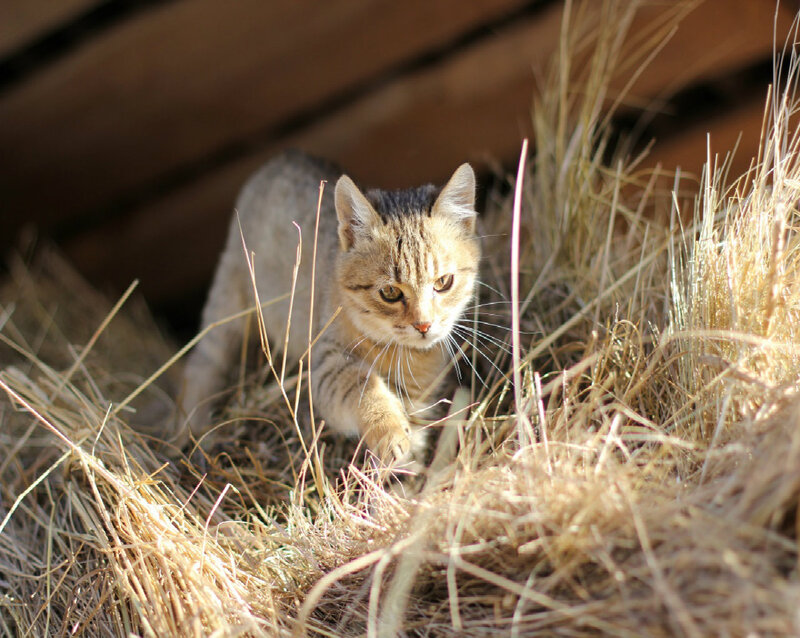 Striped Cat in Hay