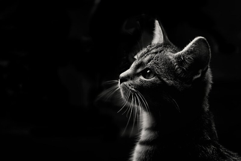 Striped Cat in Profile — Black