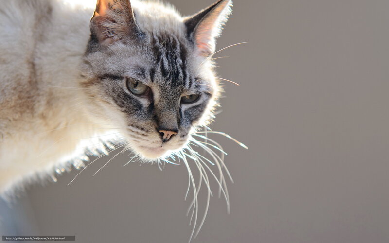 Striped Cat in Sunlight — Gray