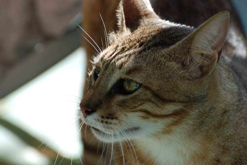 striped cat in sunlight