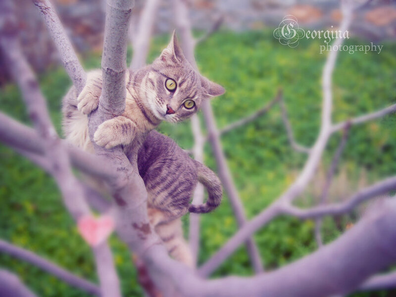 Striped Cat in Tree