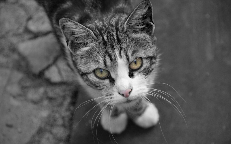 Striped Cat Looking Up — Black