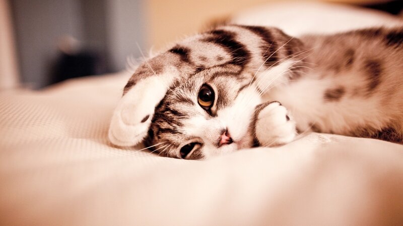 Striped Cat Lying Down — Beige, Calm, Photograph